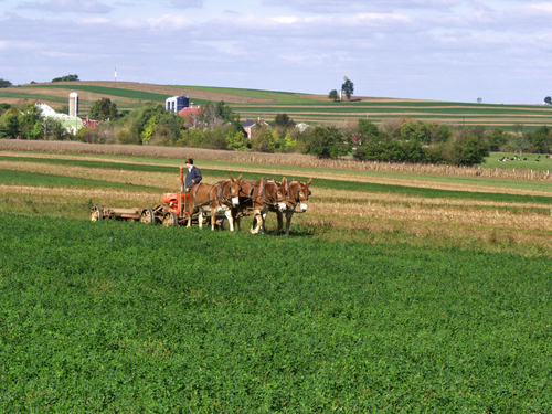 Amish farm